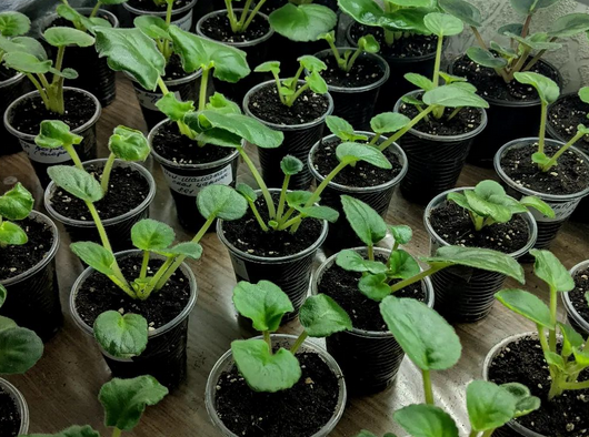 Технология выращивания комнатных растений, размножение и пикировка