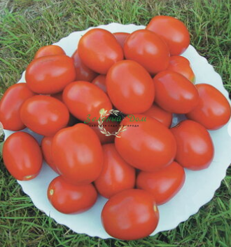 Любимые сорта томатов