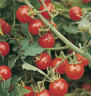сорт томата с необычной формой,  черри мелкие, красные