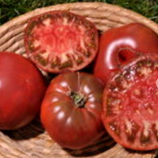 сорта томата с необычной цветовой окраской
