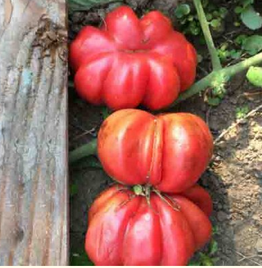 новые сорта томата с необычной формой, советы как выбрать