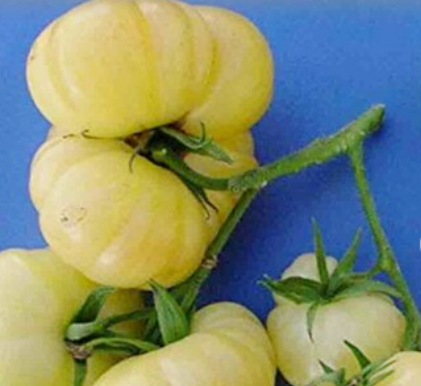 сорта томатов необычного желтого цвета