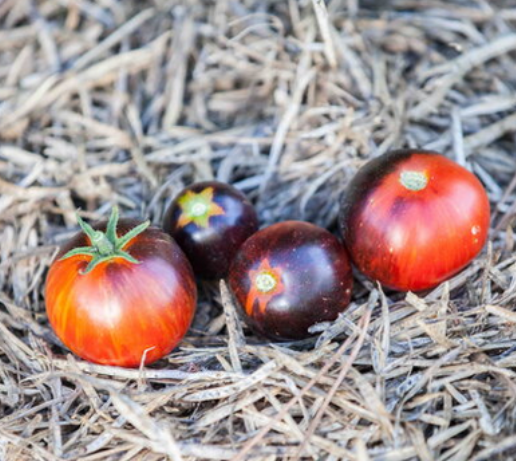 Новые сорта томатов с необычной цветовой гаммой. разнообразие окрасок