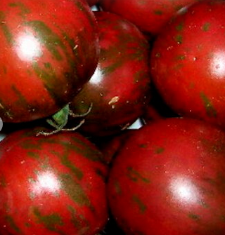 сорт томата с необычной пестрой окраской