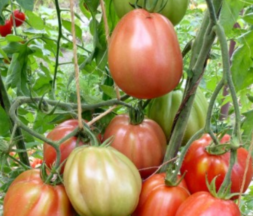 красные сорта томатов необычной формы
