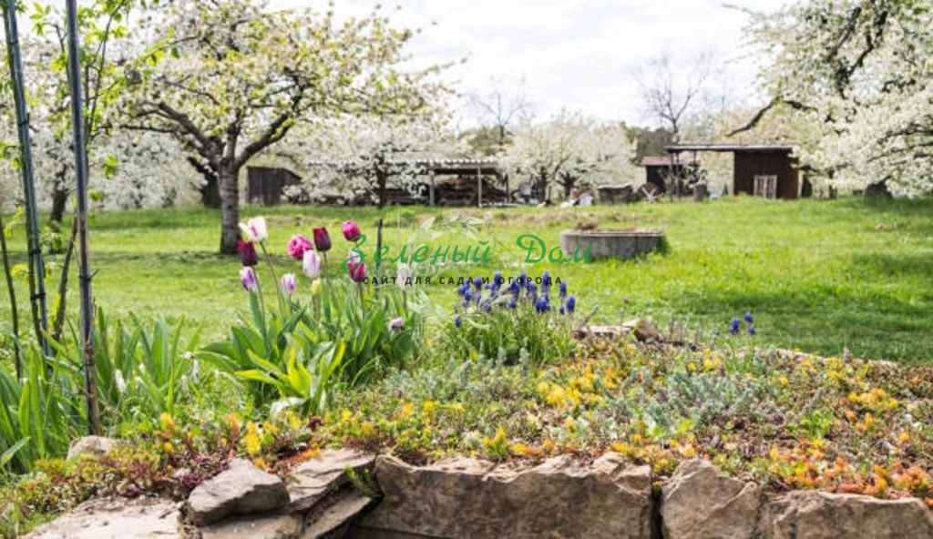 Апрель: садовые работы в саду и огороде