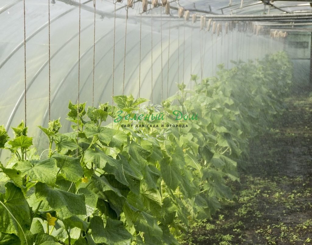 как правильно выращивать огурцы, дождевание