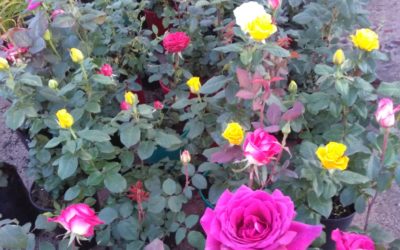 Чайно-гибридные розы, шикарные и неповторимые: фото и описание
