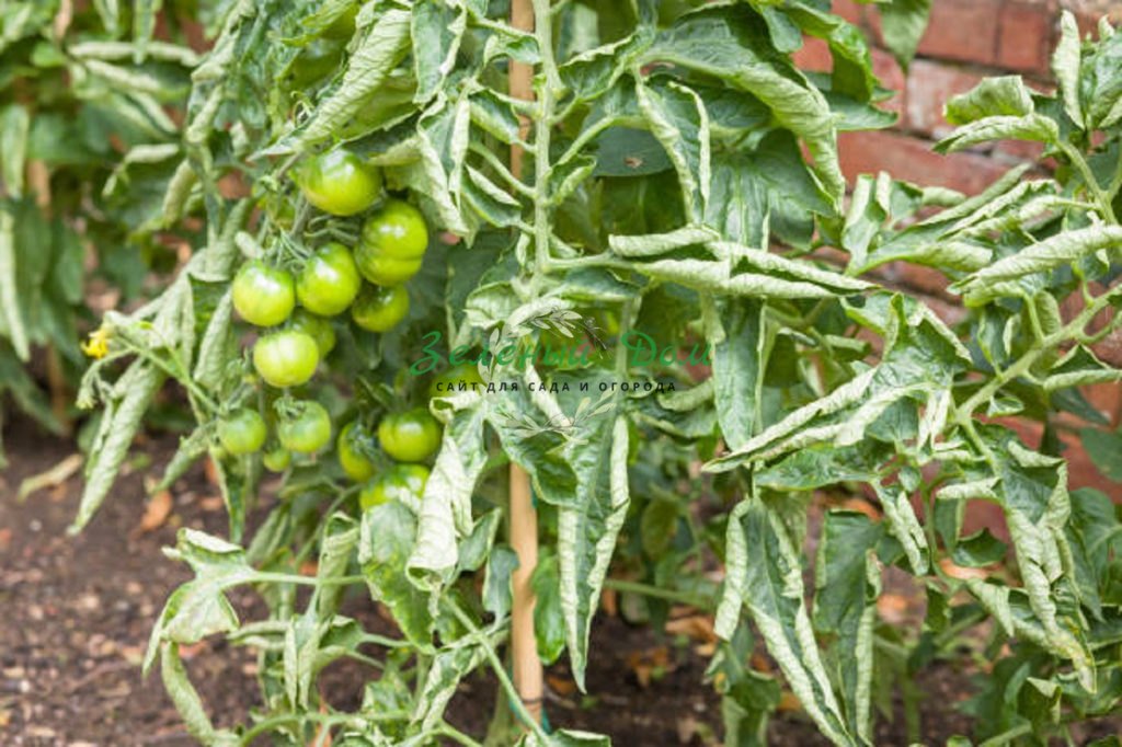 Скручиваются листья томатов