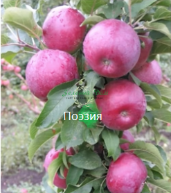 Колонновидные яблони
