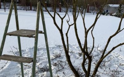 Обрезка плодовых деревьев зимой: что надо знать