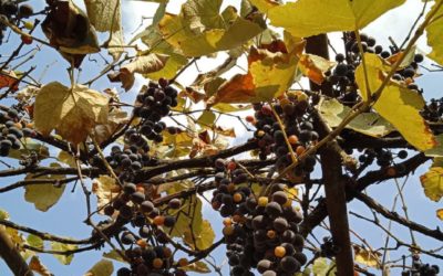 Как правильно обрезать виноград: советы и рекомендации для начинающих садоводов