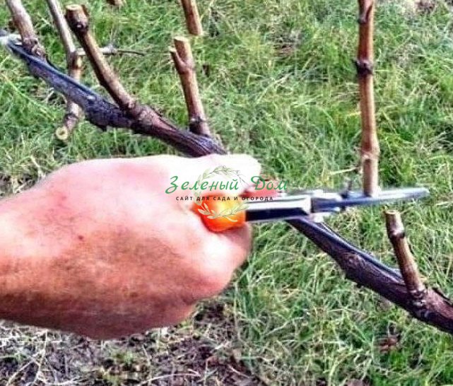 Как правильно обрезать виноград
