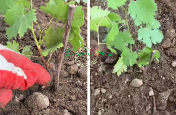 Как правильно выращивать виноград, советы по посадке