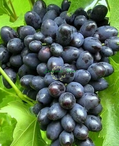 Как правильно сажать виноград
