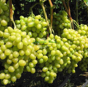 Как правильно выращивать виноград, сорта, советы