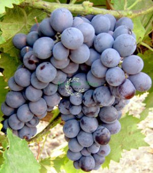 Сорта винограда, как правильно выращивать