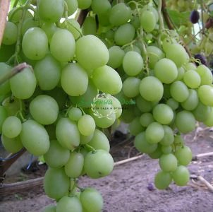  виноград советы по выращиванию