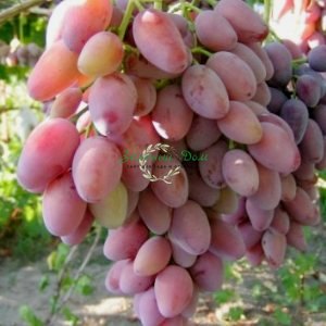 Сорта винограда, как правильно выращивать виноград