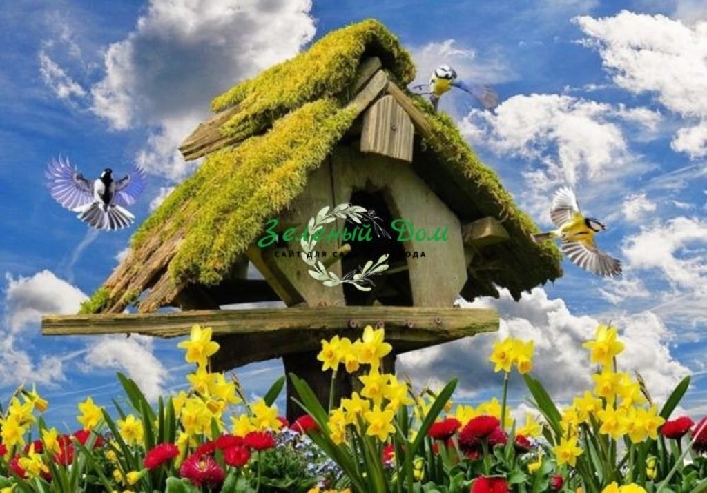 Сайт о саде и огороде Зеленый Дом
