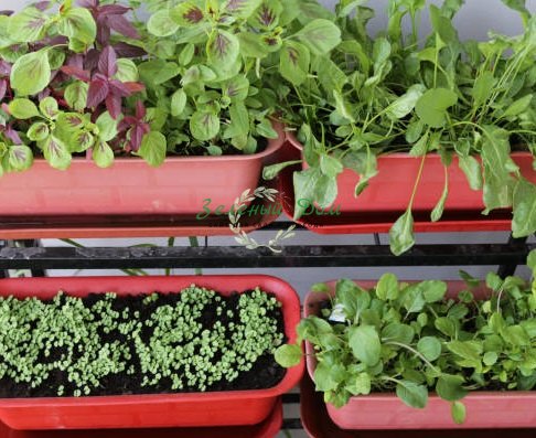 Выращивание зелени на балконе, огород на балконе