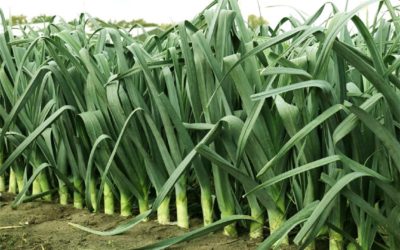 Как правильно выращивать лук-порей на своем участке