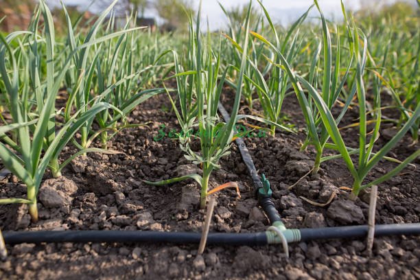 как правильно выращивать лук-порей