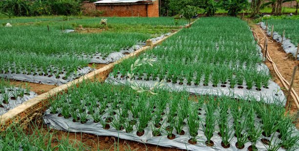 как правильно выращивать лук-порей