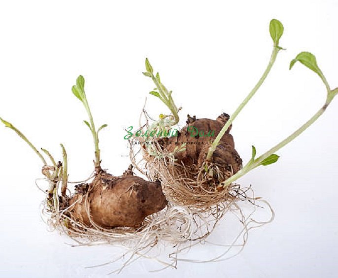 Как правильно выращивать топинамбур