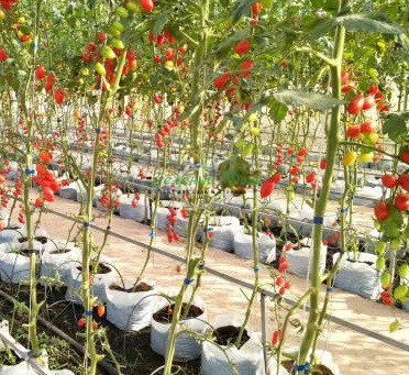Выращивание растений в мешках