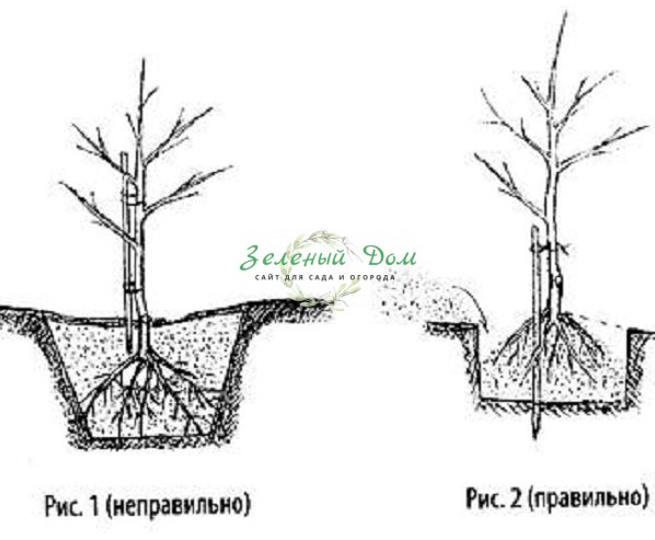 Облепиха - оранжевое чудо